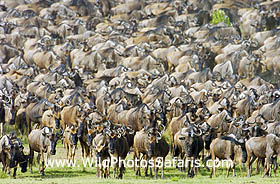 Wildebeest
